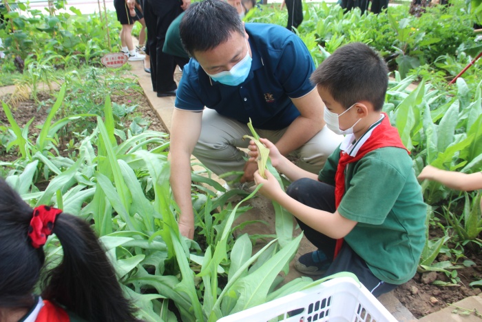 20220428神灣中心小學(xué)綜合實踐勞動課程展示暨豐收節(jié)專題活動照片 (8).jpg