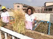 【節(jié)儉養(yǎng)德】實(shí)踐育人 體驗(yàn)水稻收割的喜悅