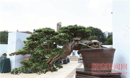 “揖翠凝生——2021中國(guó)盆景名城順德第三屆盆景大展”今日開幕